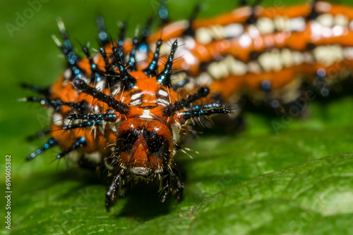 Variegated Fritillary Caterpillar - Euptoieta claudia © ondreicka