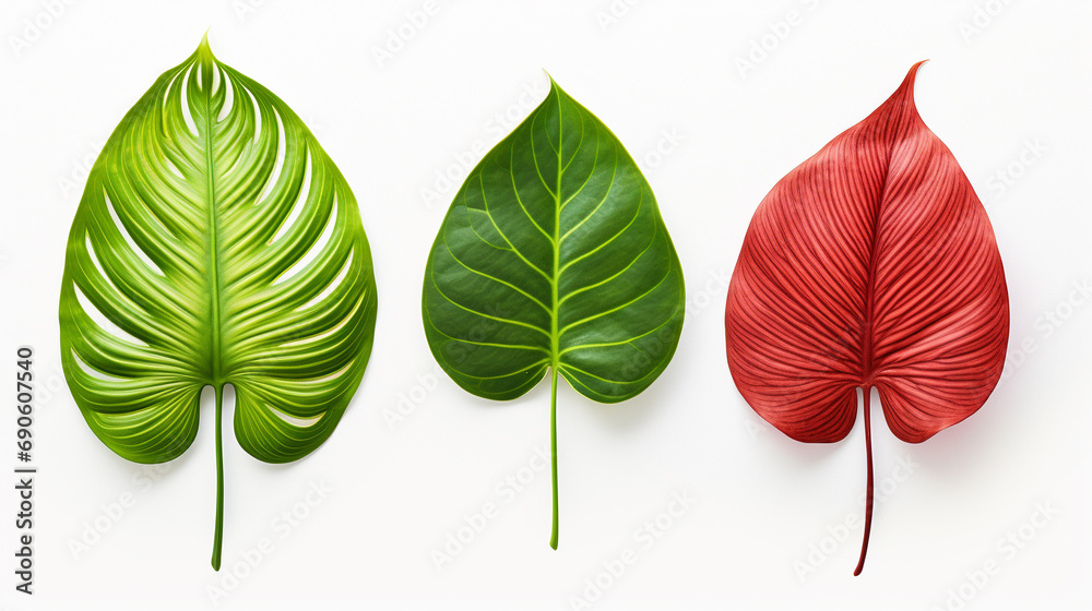 Obraz premium Three exotic leafs next to each other on white background --ar 16:9 --v 5.2 Job ID: 68265257-e75c-4487-9889-5a43950bebac