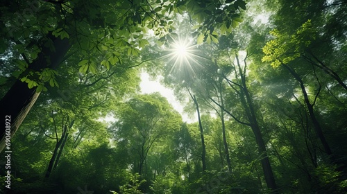 dense forest penetrated by the rays of the sun