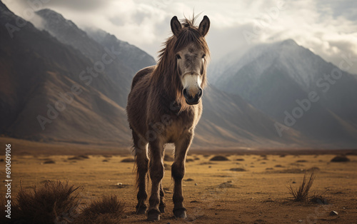 Ladakh's Wild Beauty: Kiang in the Valley photo