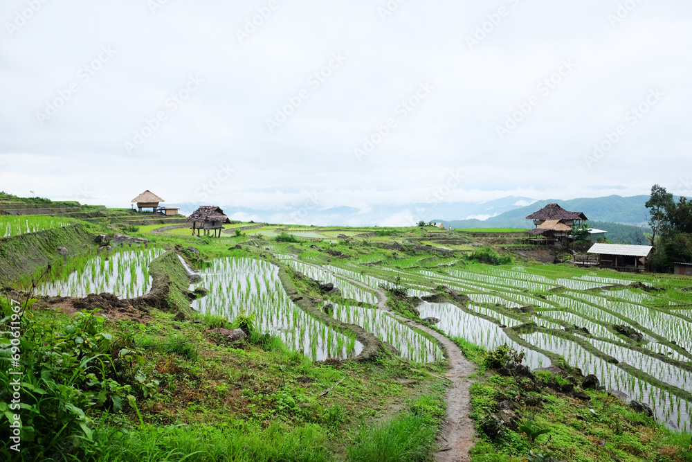 Local hut and homestay village on terraced Paddy rice fields on mountain in the countryside, Chiangmai Province of Thailand. Travel in greenery tropical rainy season concept