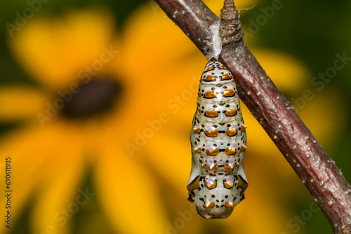 Variegated Fritillary Chrysalis - Euptoieta claudia photo