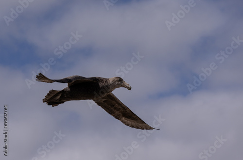 Giant petrel planeando
