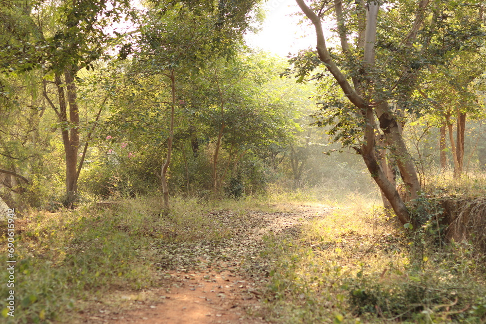 Shot of Acacia trees in the bright sunlight, fallen trees, followed by path line Shot of Acacia trees in the bright sunlight, fallen trees, followed by path line