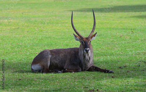 Waterbuck antelope male resting on the green lawn