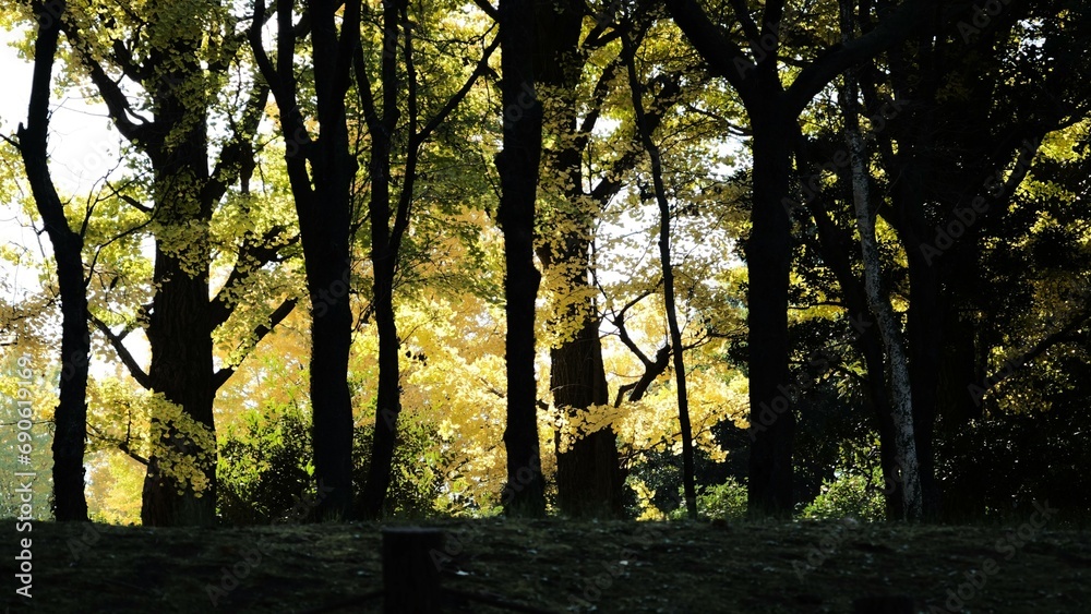 Obraz premium 晩秋の北の丸公園の風景