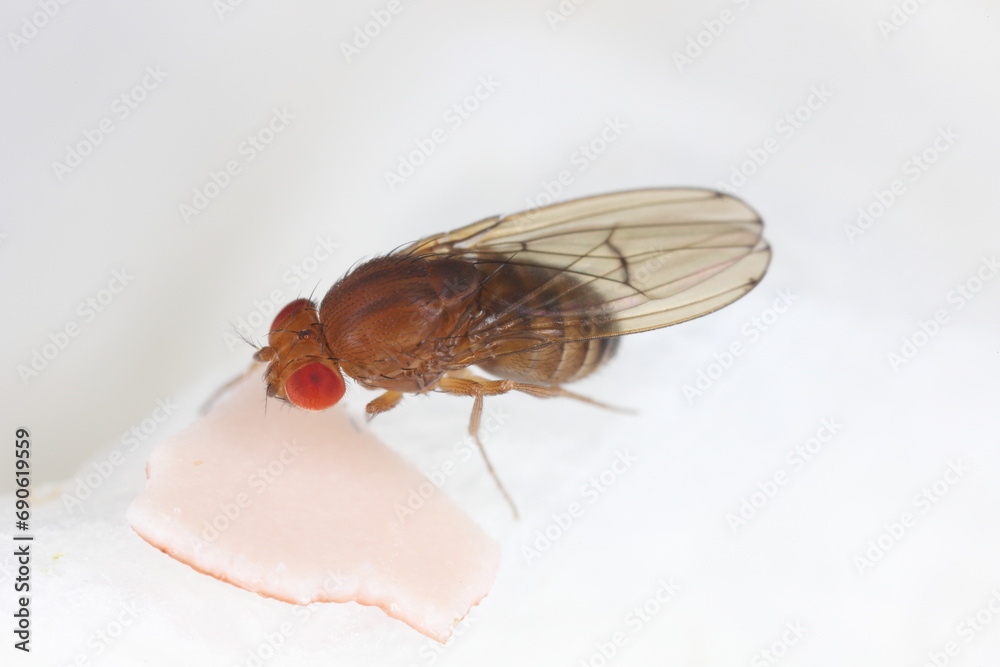 Obraz premium Detailed close-up of a fruit fly (Drosophilidae).