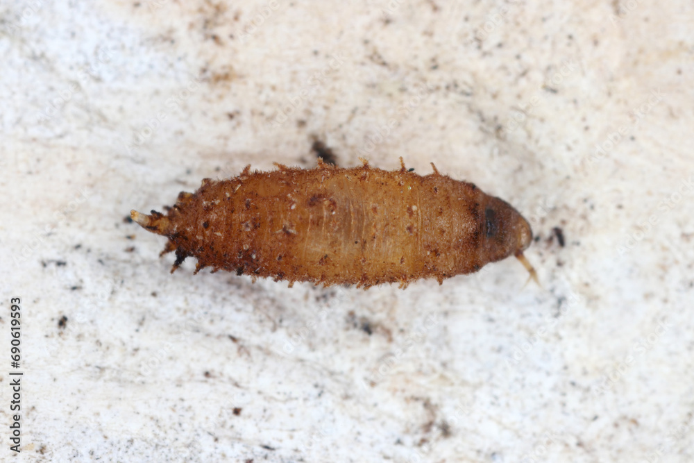 Pupa of vinegar fly, fruit fly (Drosophila, Drosophilidae). Pupa of vinegar fly, fruit fly (Drosophila, Drosophilidae).