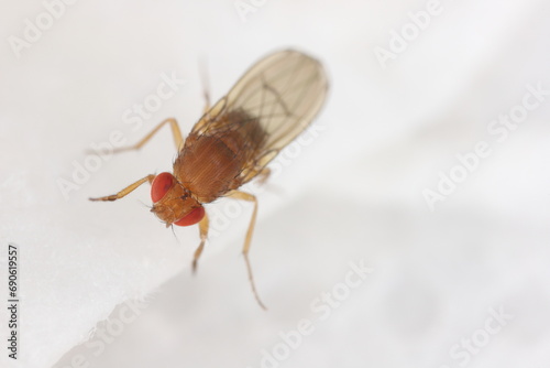 Fruit Fly Drosophila Diptera Parasite Insect Pest on fruits in homes Macro