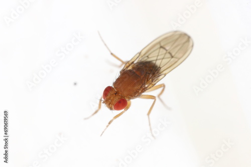 Detailed close-up of a fruit fly (Drosophilidae).