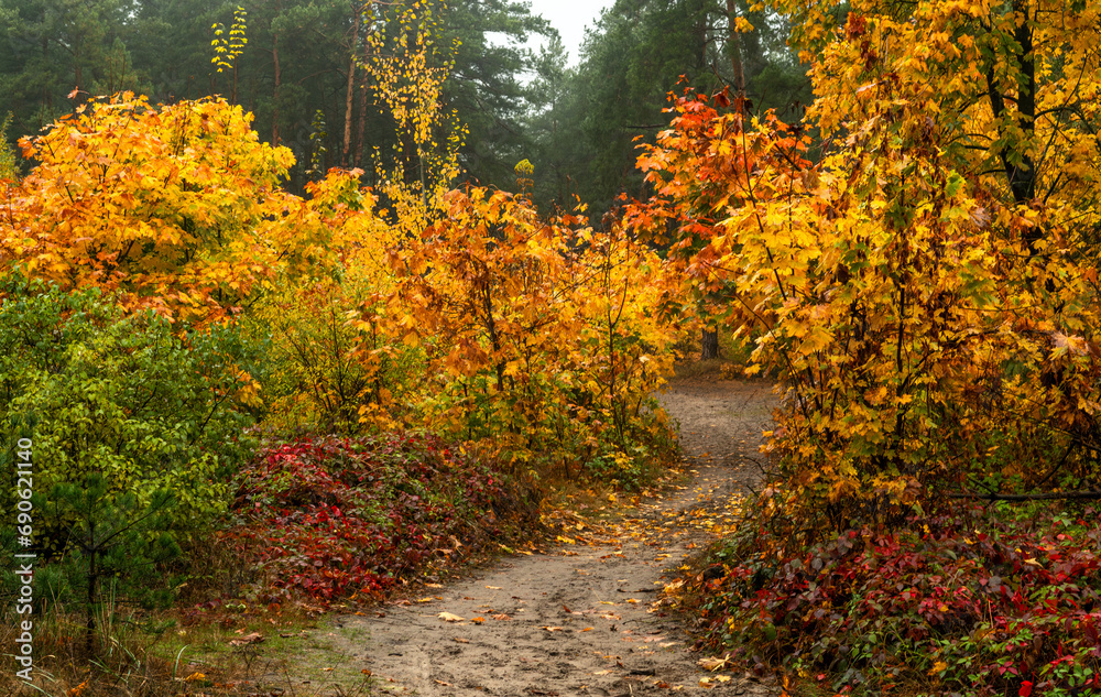 Naklejka premium Old park. The trees are painted in autumn colors. Beauty of nature. Hiking. Walks in the open air.