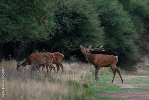 Red deer in La Pampa, Argentina, Parque Luro, Nature Reserve © foto4440