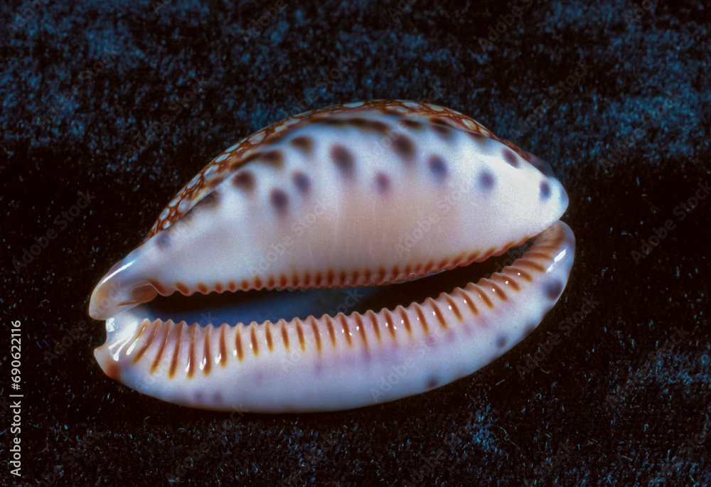 The shiny shell of the gastropod mollusc Cypraea sp.