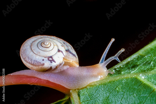 Monacha cartusiana - a mollusk with a parasite in a growth on the eye crawls along a green leaf photo
