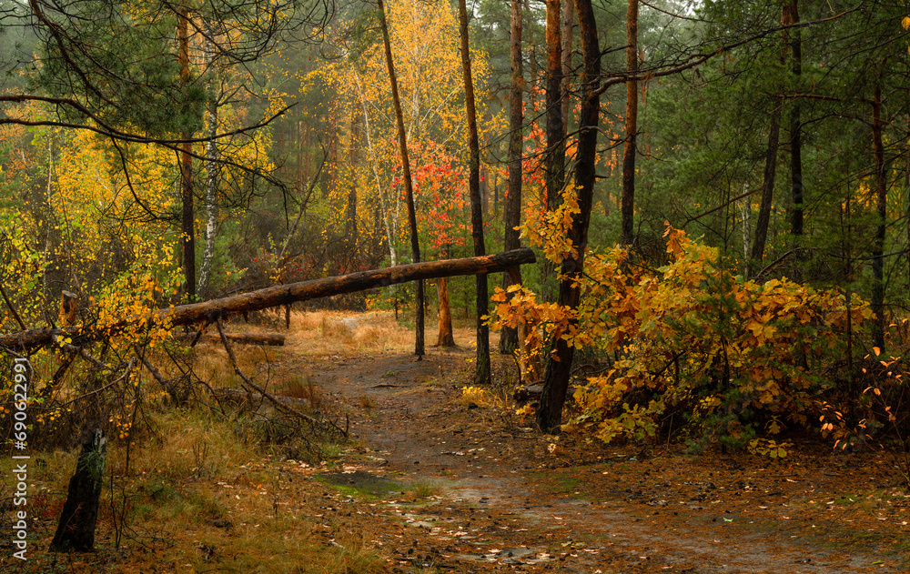 Fallen trees in the forest. Beauty of nature. Hiking. Walk outdoors. Fallen trees in the forest. Beauty of nature. Hiking. Walk outdoors.
