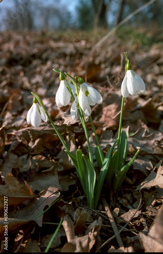 Galanthus elwesii (Elwes's, greater snowdrop), medium shot of blooming snowdrops in the wild, Ukraine