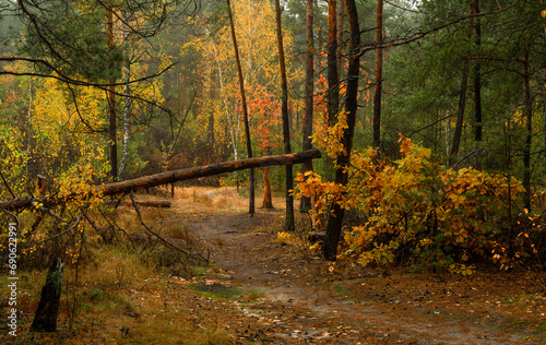 Fallen trees in the forest. Beauty of nature. Hiking. Walk outdoors.