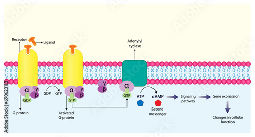 G protein coupled receptor. Structure of a G protein-coupled receptor (GPCR). Cell membrane receptors for ligands binding. cAMP, second messenger, production amplification. vector illustration.