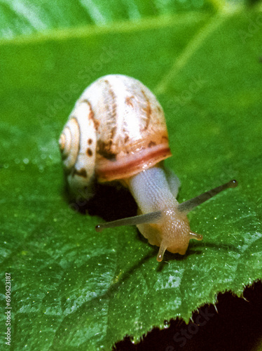 Monacha cartusiana - a mollusk crawls on green leaves in a garden photo