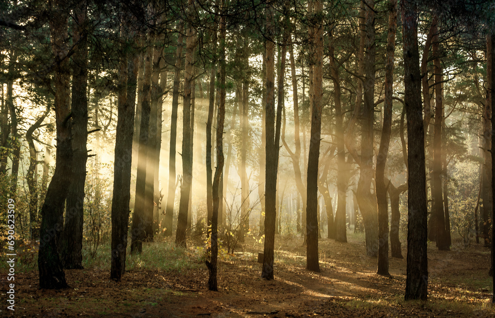 Obraz premium Sun rays play in the branches of trees. Autumn forest. Autumn colors. Morning. Walk in the woods.