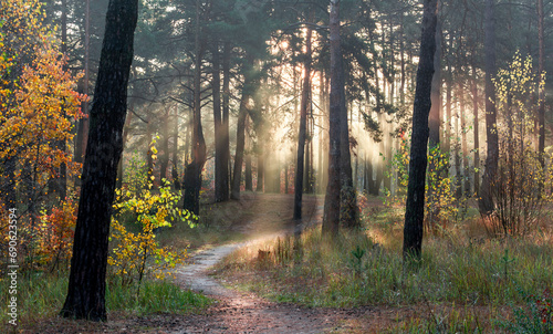 Sun rays play in the branches of trees. Autumn forest. Autumn colors. Morning. Walk in the woods. © Mykhailo