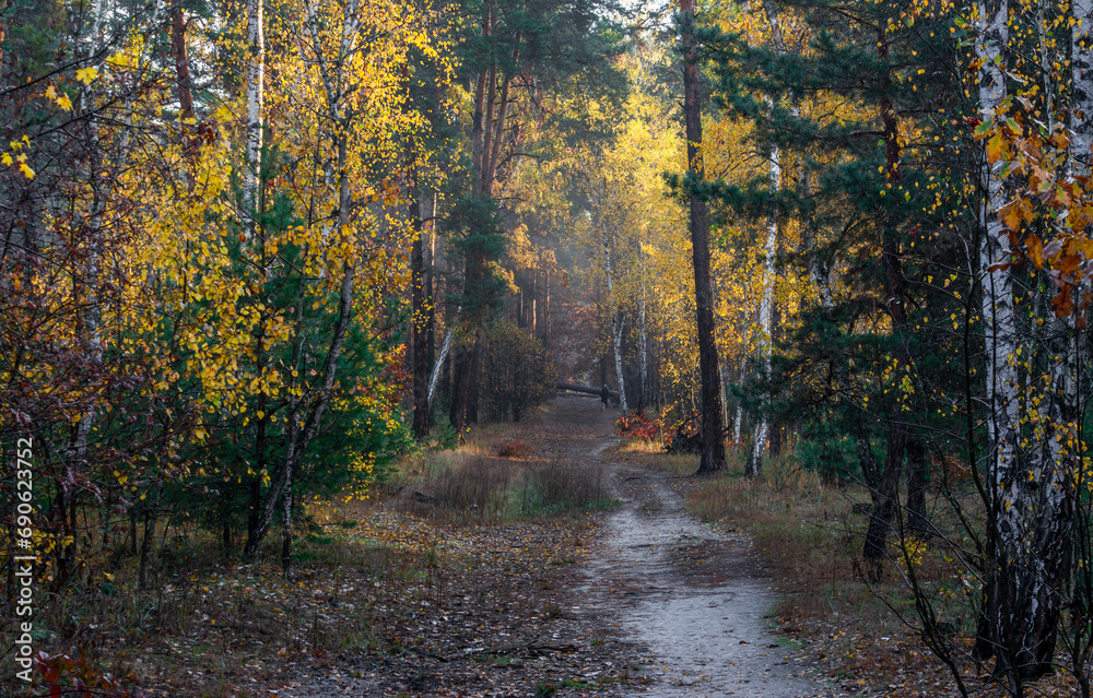 Obraz premium Old park. The trees are painted in autumn colors. Beauty of nature. Hiking. Walks in the open air.