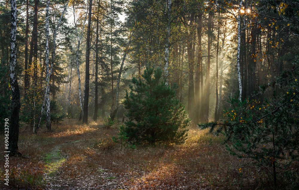 Obraz premium Sun rays play in the branches of trees. Autumn forest. Autumn colors. Morning. Walk in the woods.