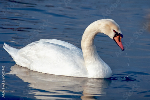 The mute swan (Cygnus olor), adult white swan in the sea in spring