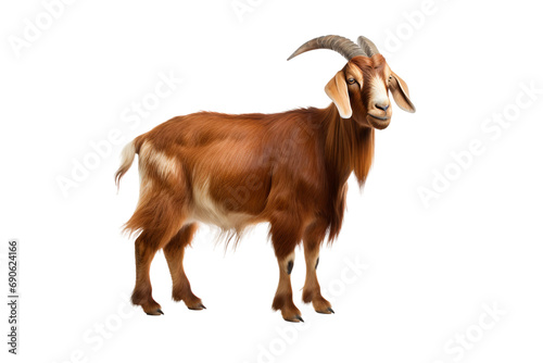 Adult brown goat with horns isolated on a transparent background photo