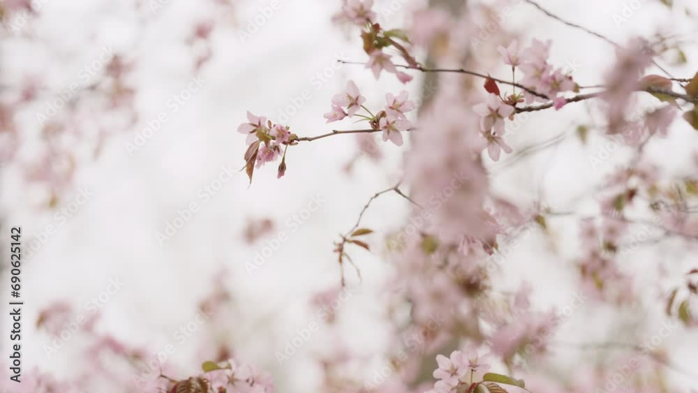 Slow motion of sakura cherry blossom in spring on a cloudy day Slow motion of sakura cherry blossom in spring on a cloudy day