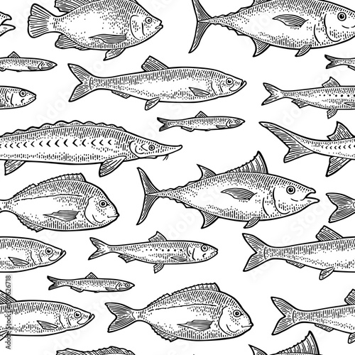 Seamless pattern different types of fish. Tilapia, dorado, tuna, salmon, anchovy, eel, sardine, sturgeon, herring. Vintage vector engraving