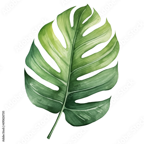 Lush tropical leaves in watercolor style  cut out - stock png.