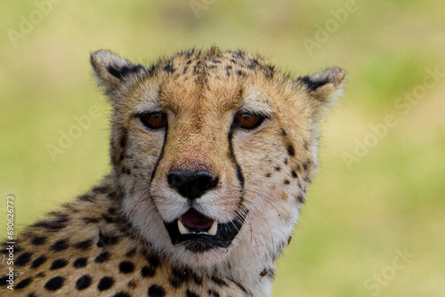 Gepard in der Savanne im Nationalpark Tsavo Ost und Tsavo West photo