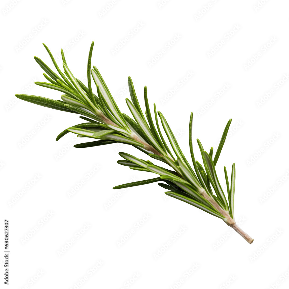 Fototapeta premium Close-up of a fragrant piece of rosemary, cut out - stock png.