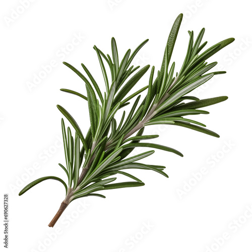 Close-up of a fragrant piece of rosemary on transparent background