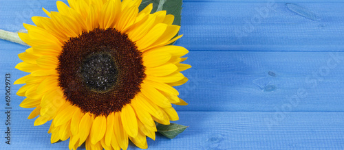 Beautiful and vibrant sunflower on blue background. Decoration and summer time. Place for inscription