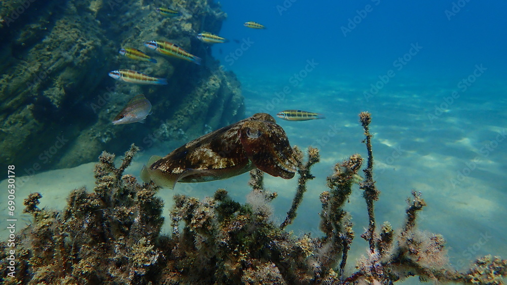 Fototapeta premium Common cuttlefish or European common cuttlefish (Sepia officinalis) undersea, Aegean Sea, Greece, Halkidiki