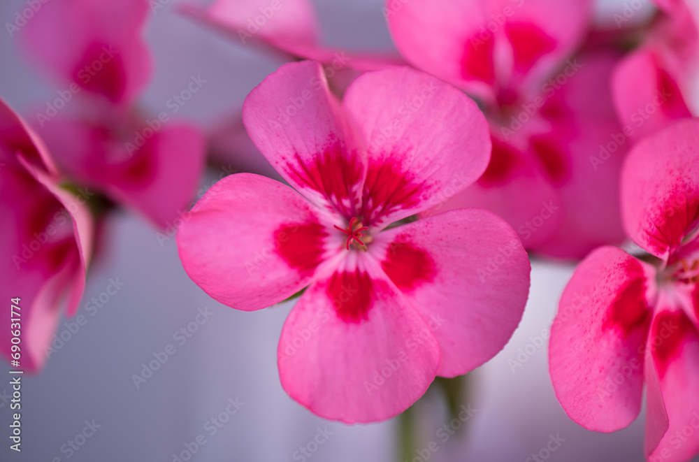 Flowers of beautiful pink pelargonium, close up Flowers of beautiful pink pelargonium, close up