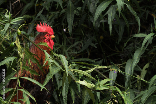 Rooster Bird Chicken in Green Nature 