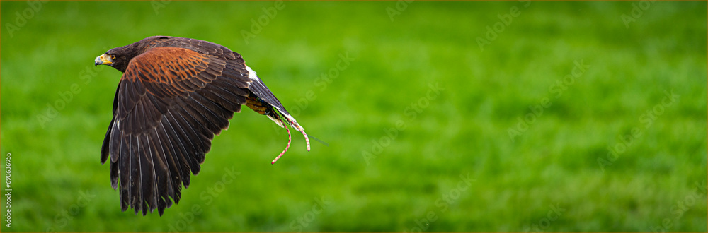 Fototapeta premium Eagle in flight