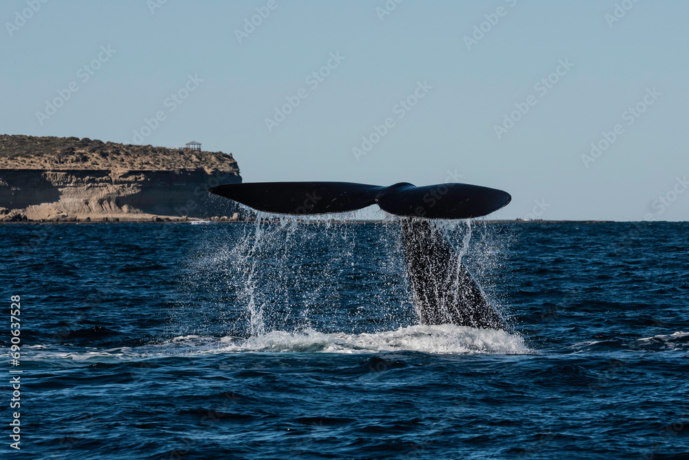 Fototapeta premium Sohutern right whale tail lobtailing, endangered species, Patagonia,Argentina