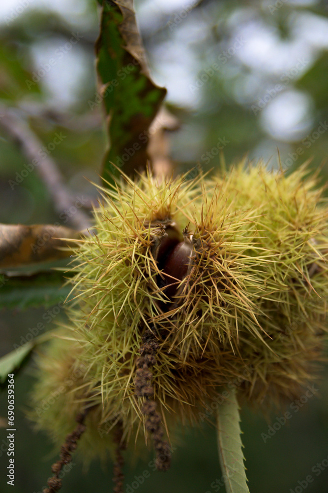 Chestnut in yellow hedgehog on chestnut tree with green leaves in forest opening to fall in autumn Chestnut in yellow hedgehog on chestnut tree with green leaves in forest opening to fall in autumn
