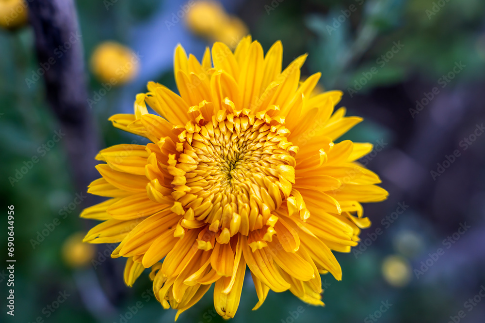 Yellow chrysanthemum , Chrysanthemum flowers blooming in the garden Yellow chrysanthemum , Chrysanthemum flowers blooming in the garden