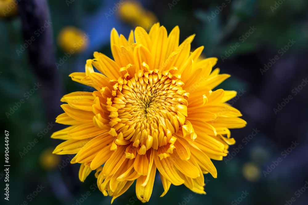 Yellow chrysanthemum , Chrysanthemum flowers blooming in the garden Yellow chrysanthemum , Chrysanthemum flowers blooming in the garden