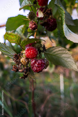 Red raspberries on a branch. Ripening red fruits. Healthy, fresh and natural food. Autumn in the garden.