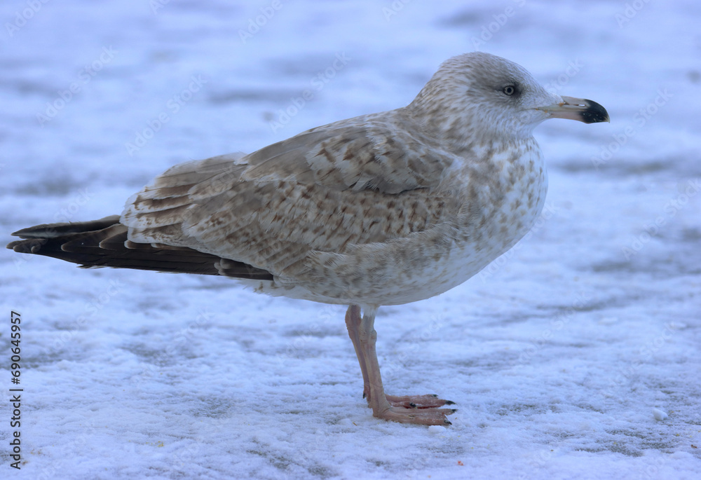 Herring gull Herring gull