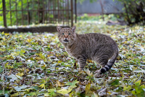 Fototapeta Naklejka Na Ścianę i Meble -  Gray cat in autumn leaves , wild cat 