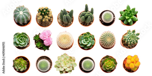 Top view of small potted cactus succulent plants isolated on white or transparent background photo