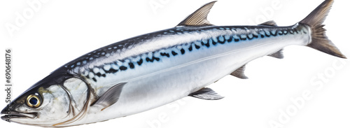 photo of mackerel