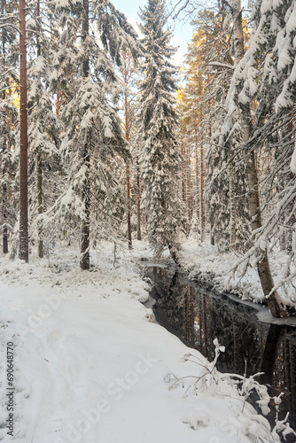 forest with stream in winter